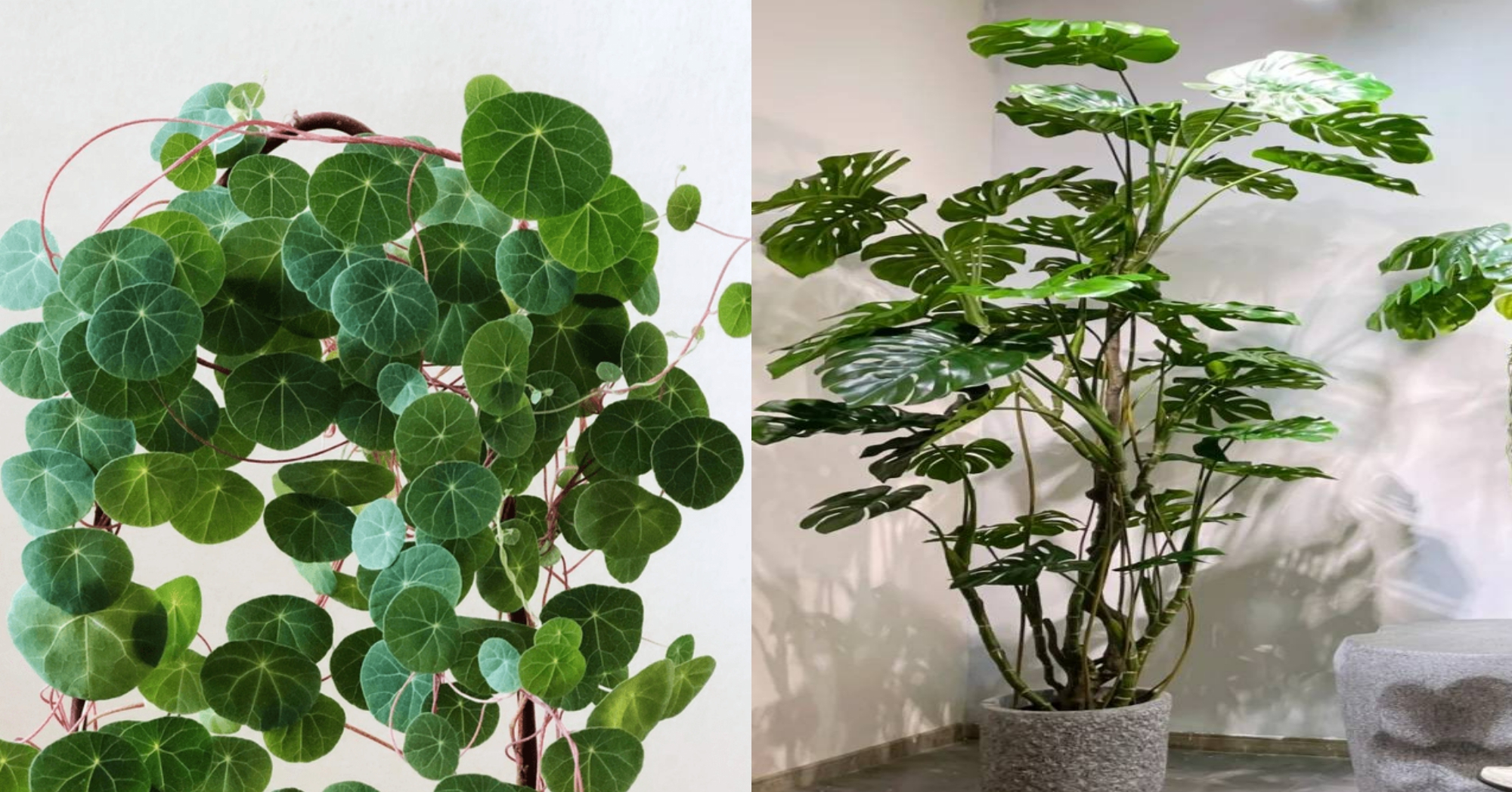 6 beautiful ornamental plants that are heartbreaking, must have in the house, help the soul green every day