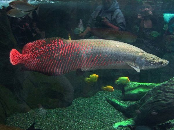 Loài cá càng to càng có giá trị, được mệnh danh là “quái vật nước ngọt” mà đại gia Việt chuộng nuôi - Ảnh 10.