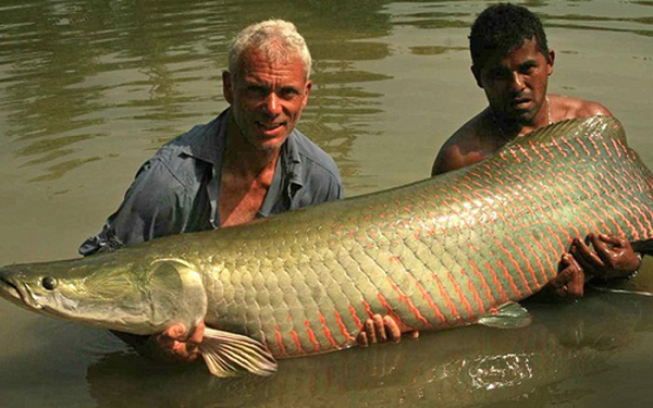 Loài cá càng to càng có giá trị, được mệnh danh là “quái vật nước ngọt” mà đại gia Việt chuộng nuôi - Ảnh 2.