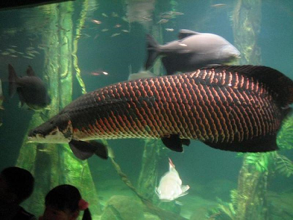 Loài cá càng to càng có giá trị, được mệnh danh là “quái vật nước ngọt” mà đại gia Việt chuộng nuôi - Ảnh 8.