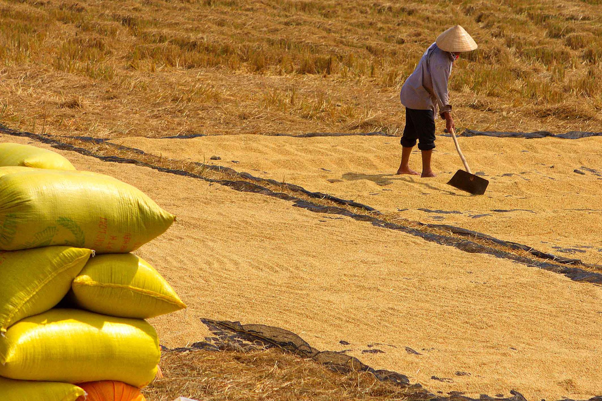 Xuất khẩu nông lâm, thủy sản tăng trưởng tốt, gạo là điểm sáng ở thị trường ASEAN - Ảnh 3.
