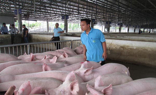 Giá lợn hơi sẽ tiếp tục tăng nhưng khó có đột biến - Ảnh 2.