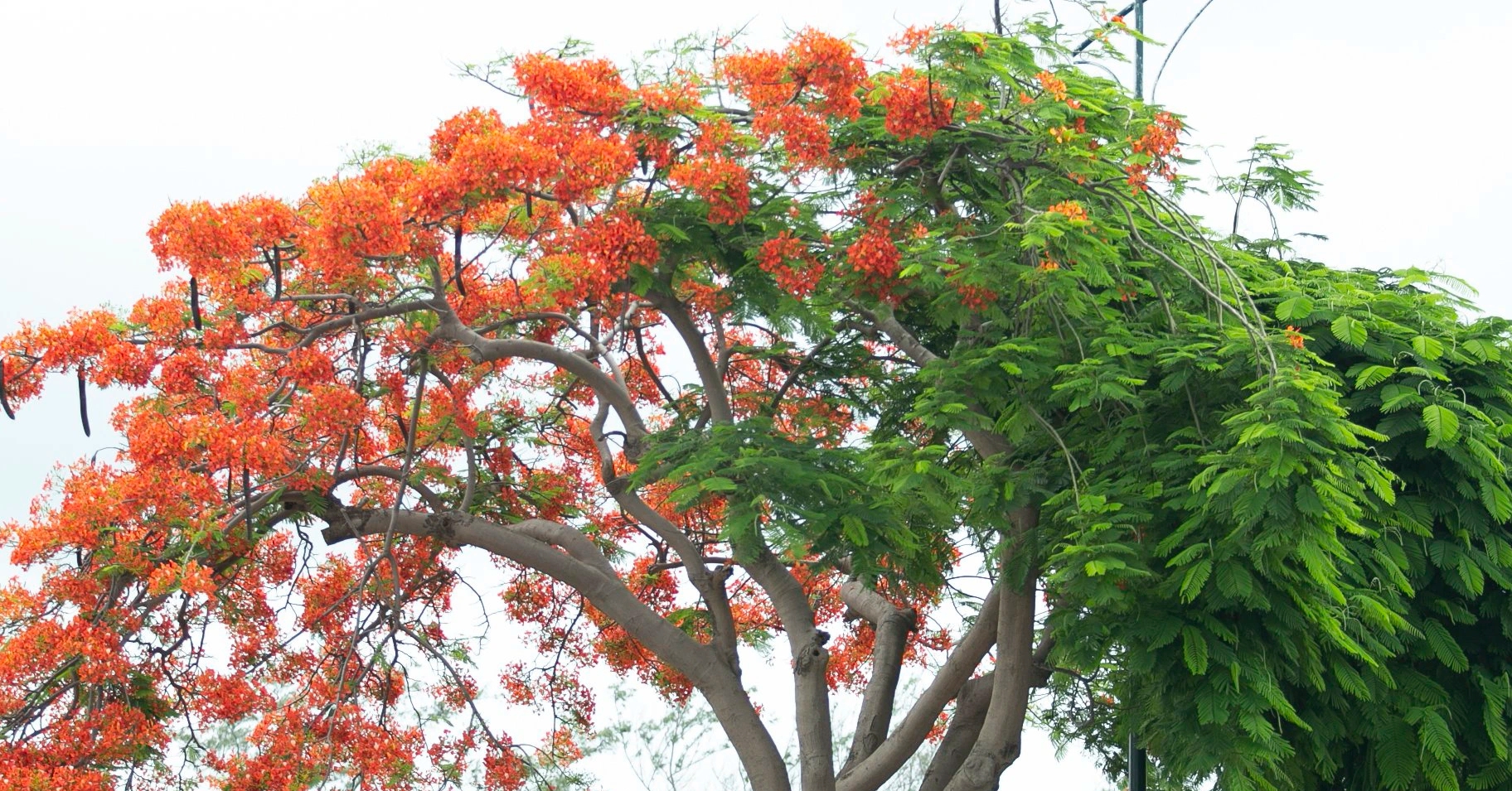 Young people wait in long queues for “virtual life” with a unique half-red, half-blue phoenix tree