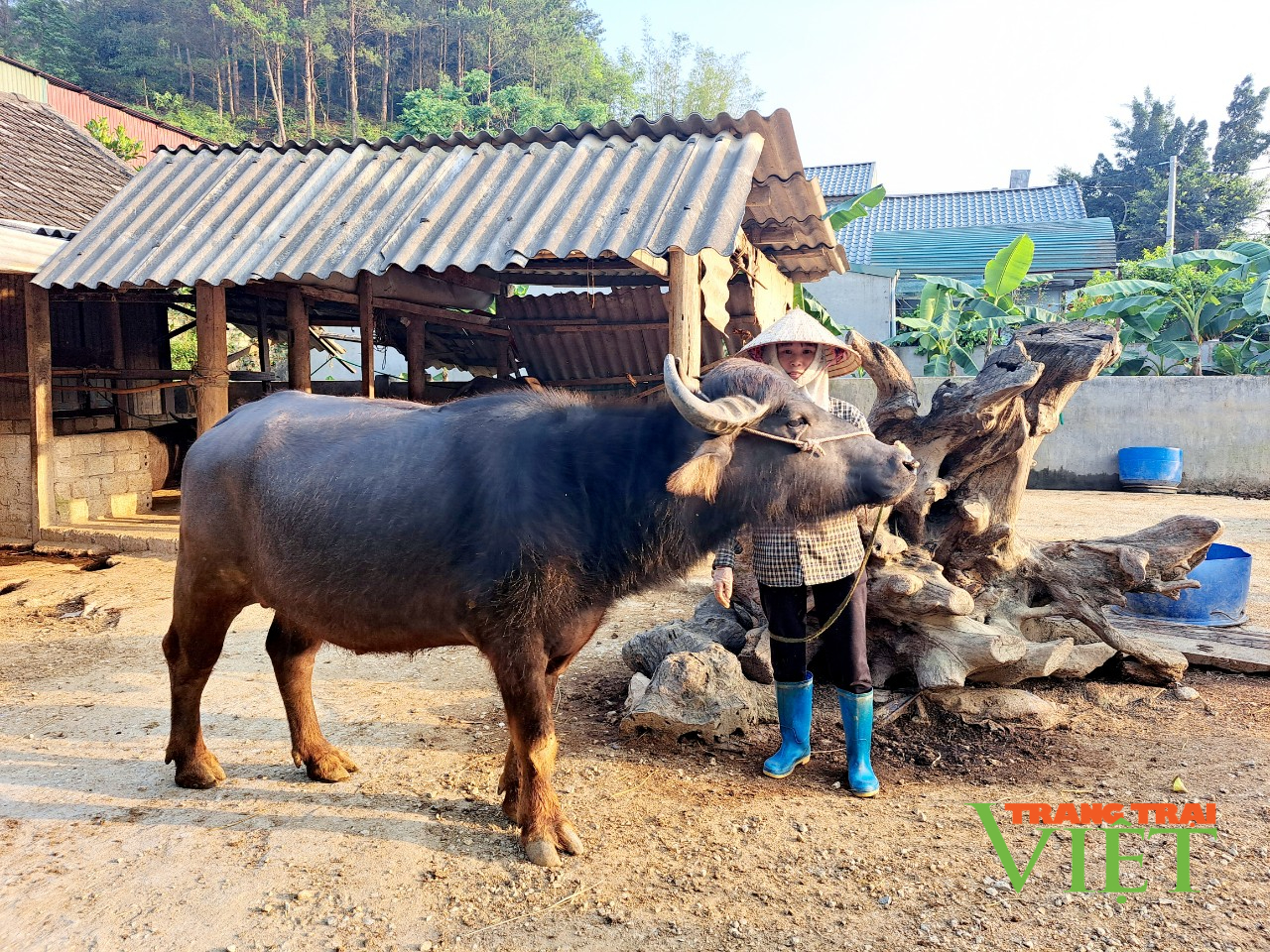 Làm nghề “lái trâu”, một ông nông dân ở Lai Châu giàu lên trông thấy - Ảnh 2.