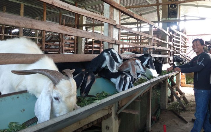 Nuôi con đặc sản tai dài lúc lỉu, gặp thời tăng giá, nhà nào ở Phú Yên nuôi nhà đó khá giả