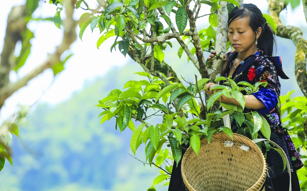 Điện Biên: Chè Shan tuyết cổ thụ được công nhận Cây di sản Việt Nam