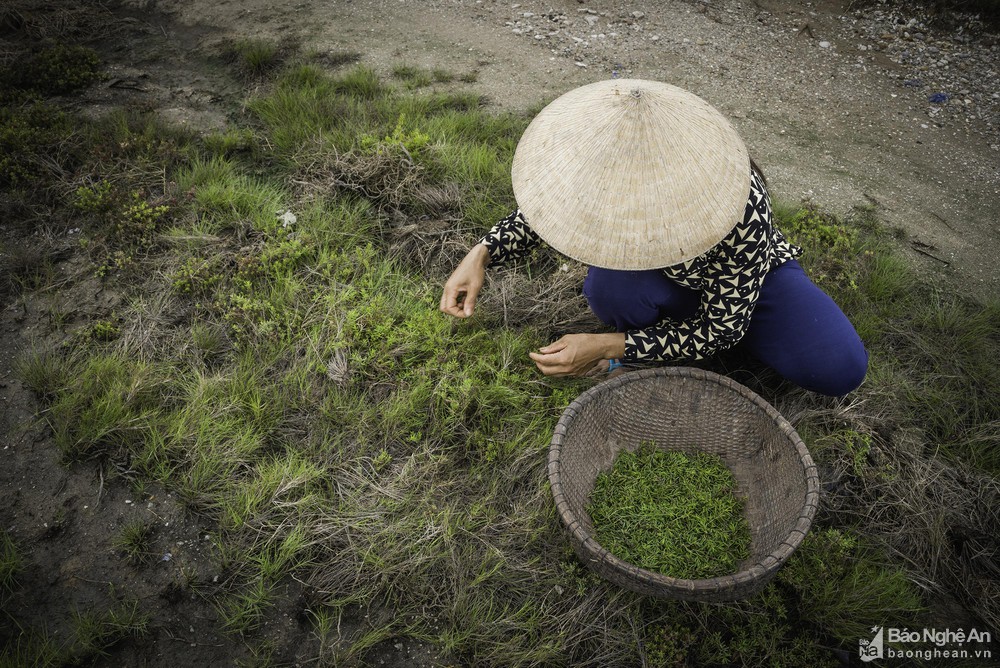 Nghệ An: Loại rau dại &quot;cứu đói&quot; xưa chỉ nhà nghèo mới ăn nay thành đặc sản, chẳng trồng chẳng chăm mà mọc tươi tốt - Ảnh 3.