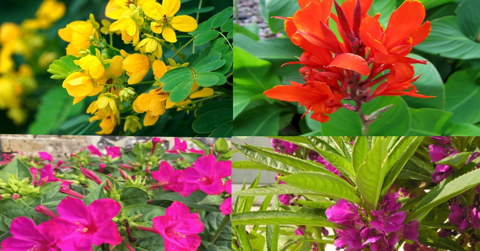 4 popular ornamental plants in the old countryside, gorgeous flowers, also repel snakes, cure diseases