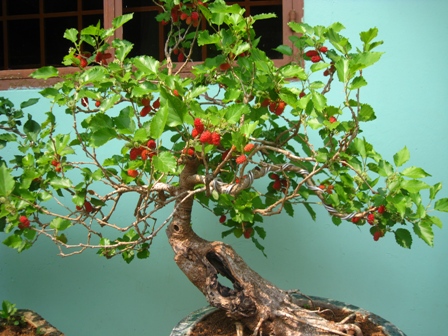 Thứ cây cảnh bonsai từ gốc tới ngọn đều là vị thuốc quý, dân chơi cây cảnh chuyên nghiệp không thể bỏ qua - Ảnh 1.