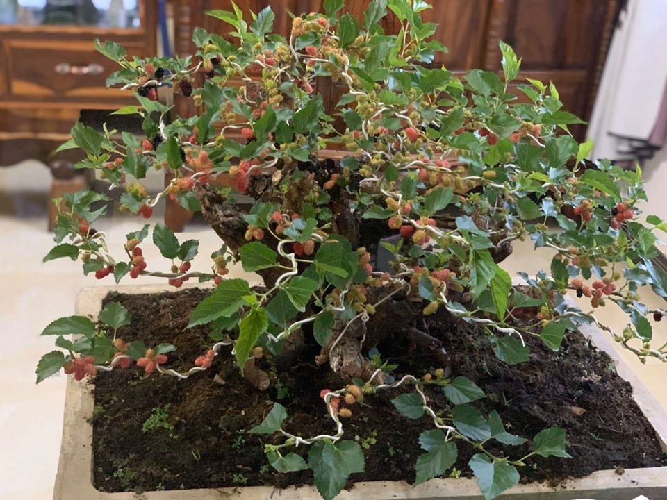 Kỳ lại thú chơi bonsai dâu tằm chín đỏ đẹp hút mắt của đại gia - Ảnh 1.