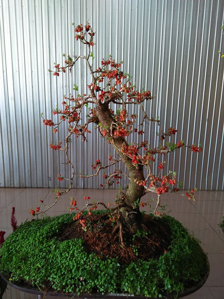 Kỳ lại thú chơi bonsai dâu tằm chín đỏ đẹp hút mắt của đại gia - Ảnh 3.
