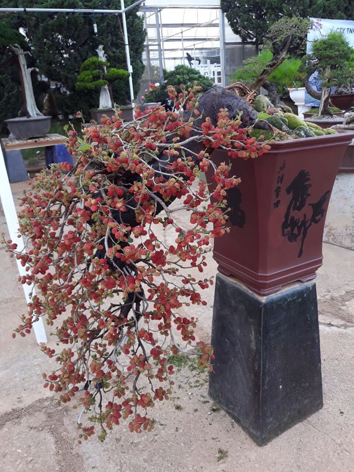 Kỳ lại thú chơi bonsai dâu tằm chín đỏ đẹp hút mắt của đại gia - Ảnh 5.