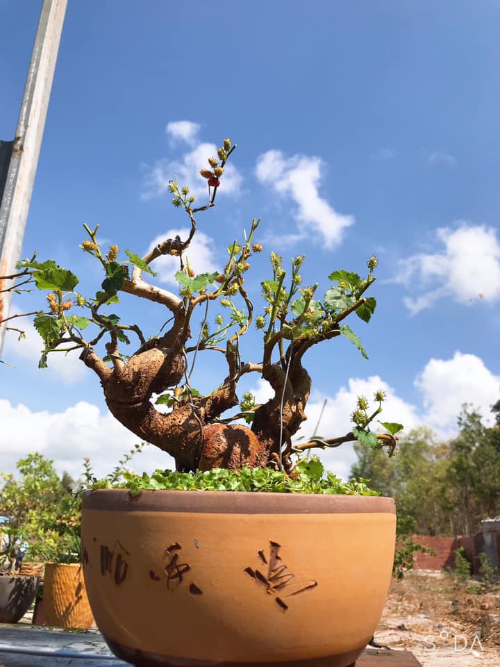 Kỳ lại thú chơi bonsai dâu tằm chín đỏ đẹp hút mắt của đại gia - Ảnh 9.