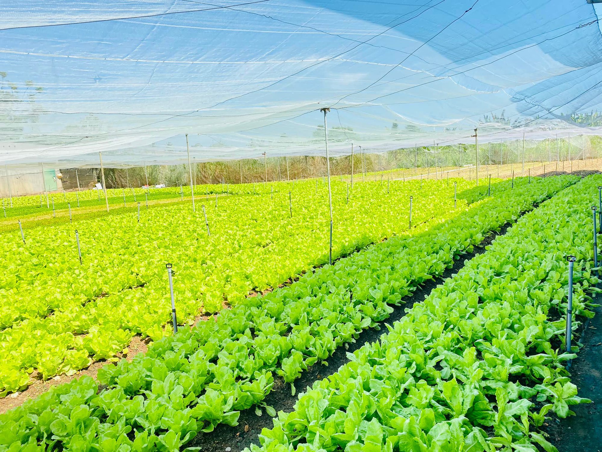 Đồng Nai: Trao 1 tỷ đồng vốn Quỹ HTND cho nông dân xây dựng nhà lưới trồng rau sạch - Ảnh 2.
