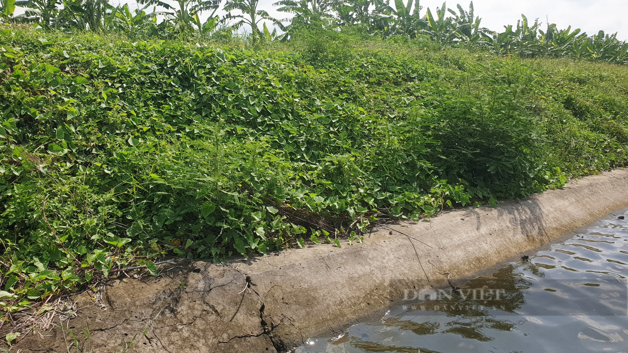 Trung tâm giống thuỷ sản khổng lồ ở Cần Thơ: Đầu tư 155 tỷ đồng nhưng chưa bán được con giống nào ra thị trường - Ảnh 8.