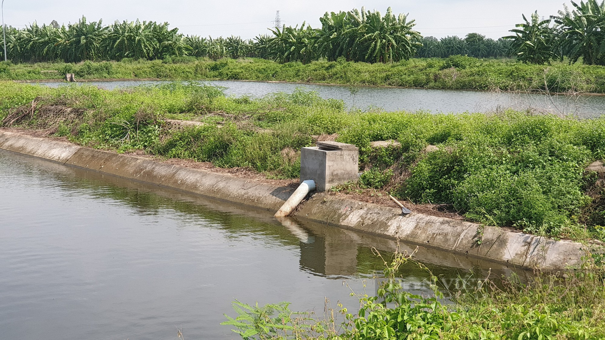 Trung tâm giống thuỷ sản khổng lồ ở Cần Thơ: Đầu tư 155 tỷ đồng nhưng chưa bán được con giống nào ra thị trường - Ảnh 9.