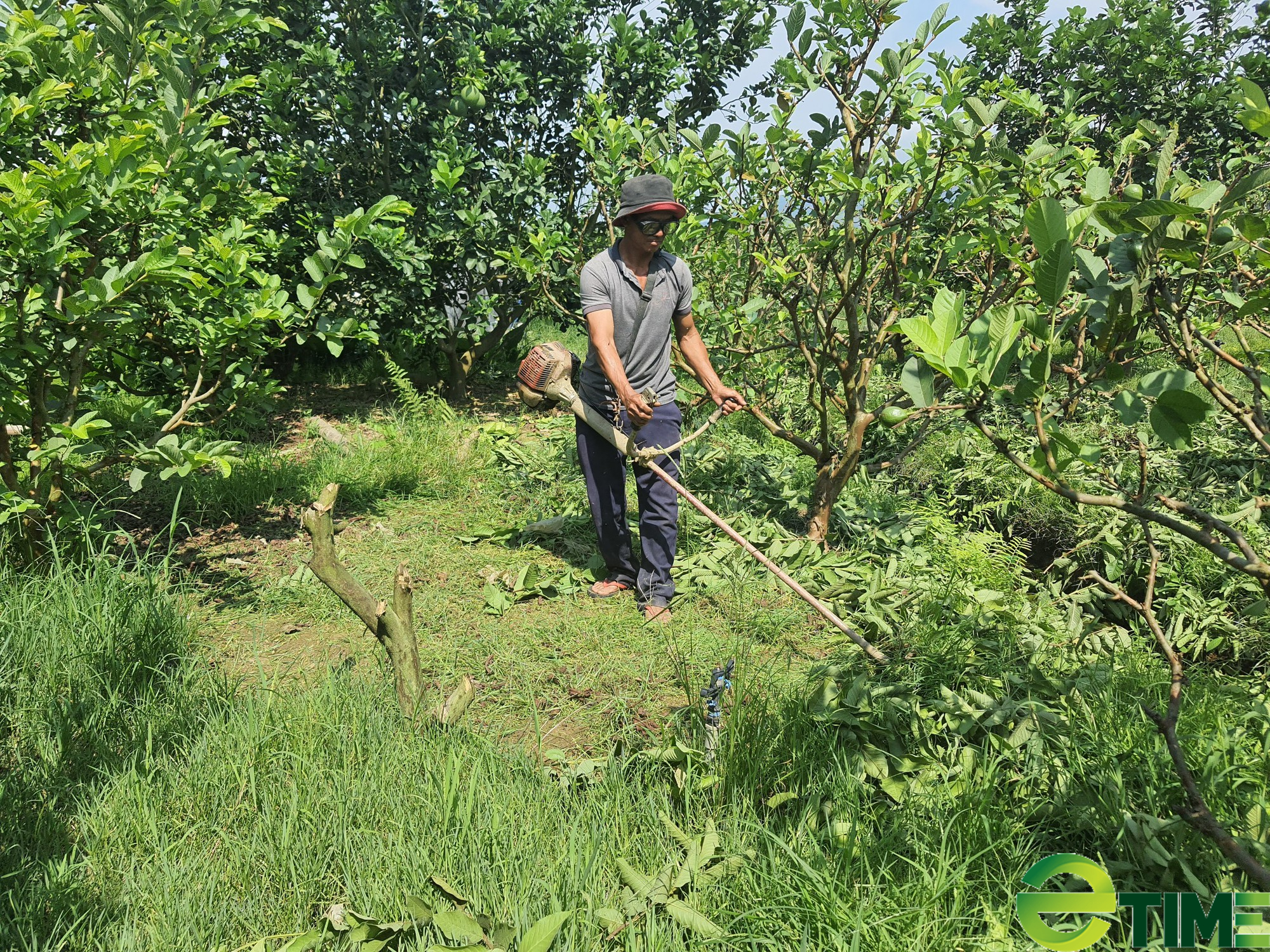 Quảng Nam: Được Agribank tiếp vốn, nông dân vững tin làm du lịch sinh thái - Ảnh 5.