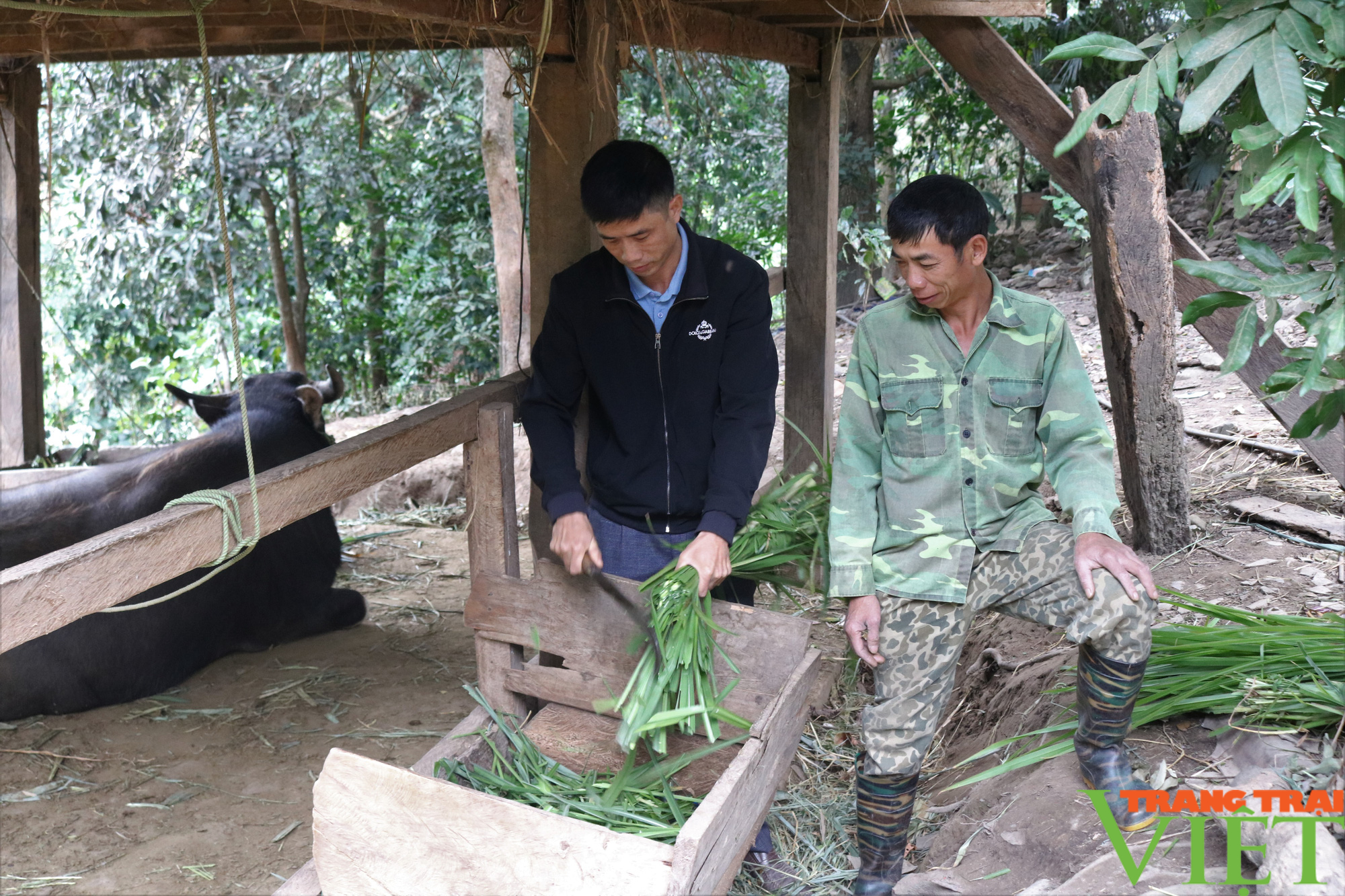 Nông thôn Tây Bắc: Chăn nuôi đại gia súc ở vùng cao biên giới Mường Lèo - Ảnh 2.