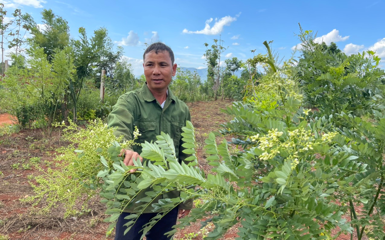 Mang cây quen ở Thái Bình vô Đắk Lắk trồng hóa thành cây lạ, hoa phơi khô bán 250.000 đồng/kg