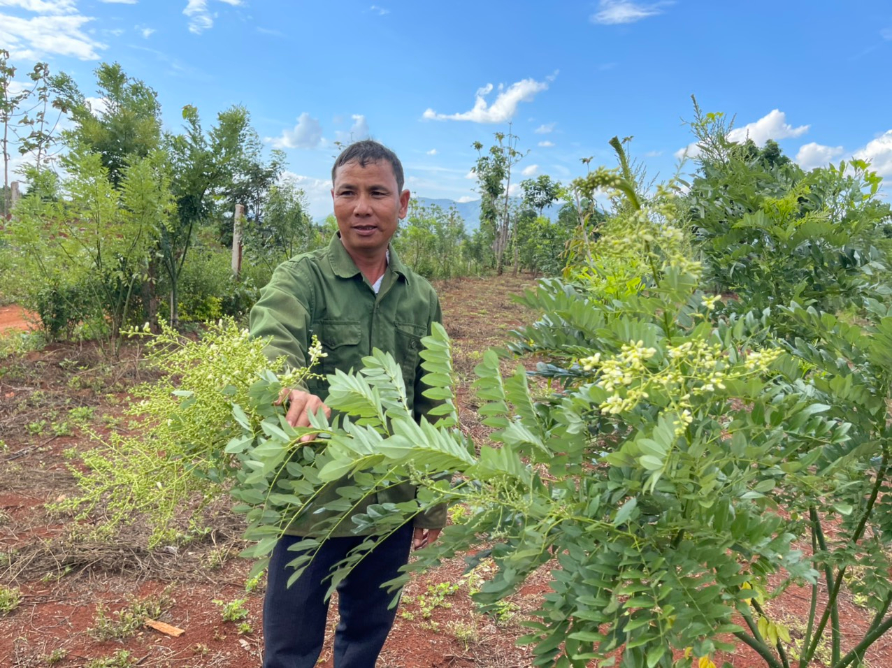 Mang cây quen ở Thái Bình vô Đắk Lắk trồng hóa thành cây lạ, hoa phơi khô bán 250.000 đồng/ - Ảnh 1.