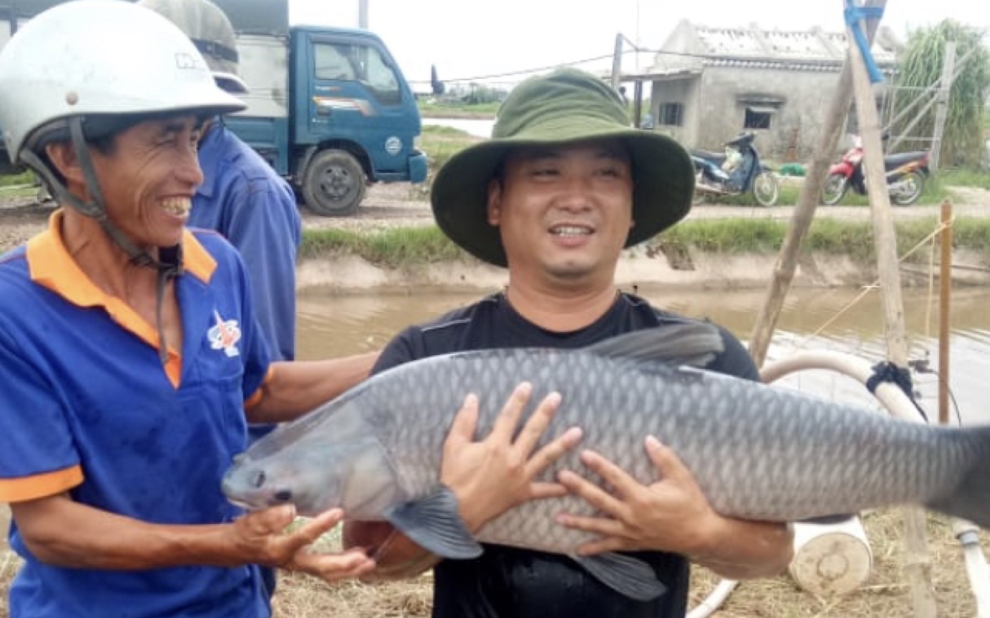 Anh nông dân Nam Định đào ao nuôi 50-60 tấn cá trắm đen, toàn cá nặng 10-18 kg, xe các nơi tấp nập về mua