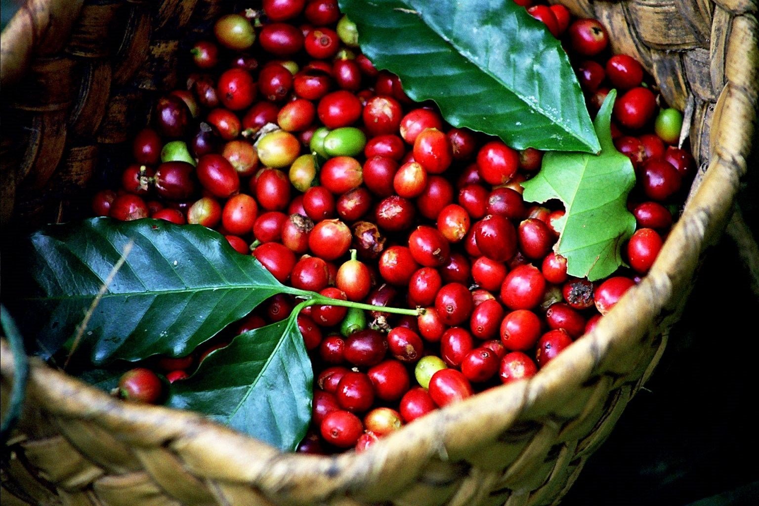 Xuất khẩu cà phê của Việt Nam tăng trưởng với tốc độ “bùng nổ”  - Ảnh 4.