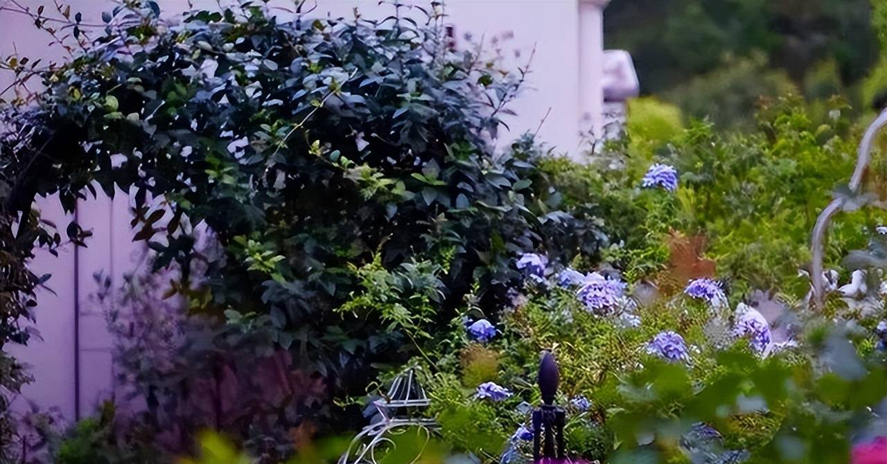 The lady spent 3 years growing bonsai, turning the abandoned terrace into a fragrant garden