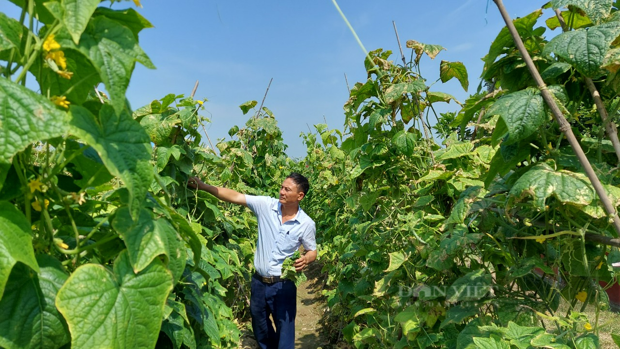 Trồng thứ cây không cần ong thụ phấn, sau một tháng đã được thu hoạch, nông dân Hải Phòng “rủng rỉnh” thu tiền - Ảnh 3.