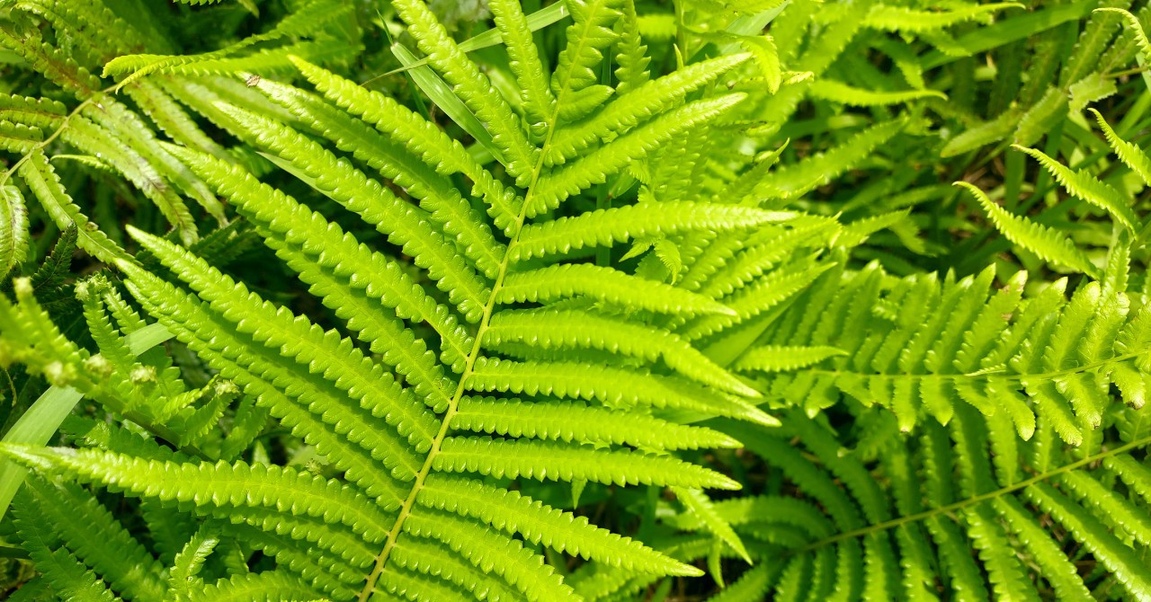 Surprising effects of ferns