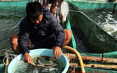 Kỳ công như chọn giống cá biển ở Khánh Hòa, cái khó là tìm được cá bố mẹ đẹp đã đành còn phải to khỏe