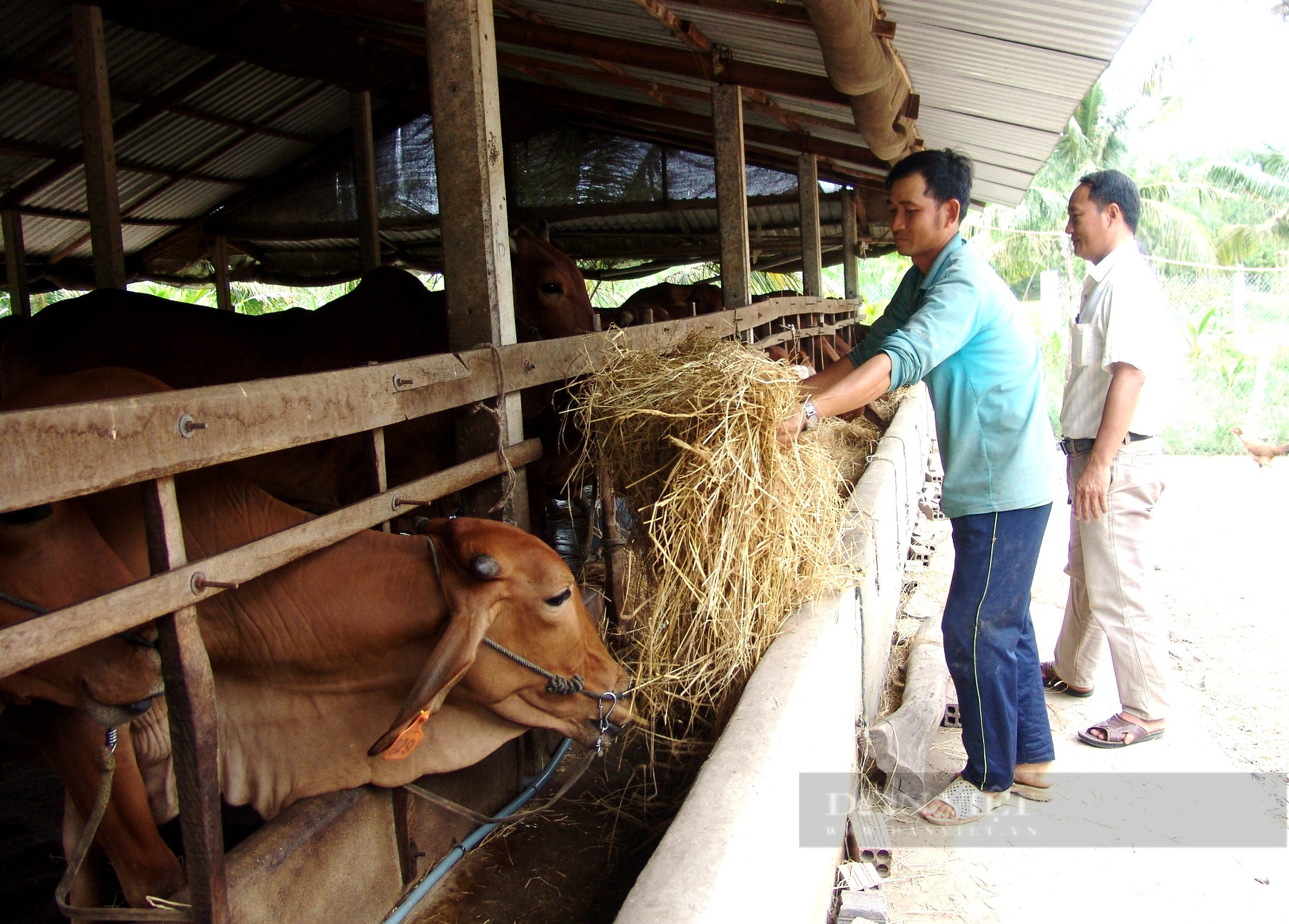Giá thức ăn chăn nuôi tăng phi mã, nông dân phải “nhồi” cỏ nuôi bò - Ảnh 1.