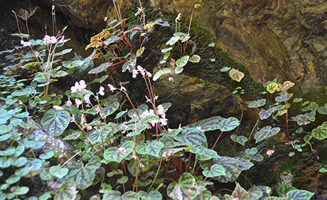 Huyền ảo thác Hang Dơi ở Kon Tum có loài hoa lan kỳ lạ, bên trong hàng ngàn con dơi treo mình trên vách - Ảnh 6.