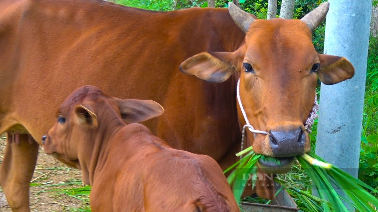 Giá thức ăn chăn nuôi tăng phi mã, nông dân phải “nhồi” cỏ nuôi bò - Ảnh 2.