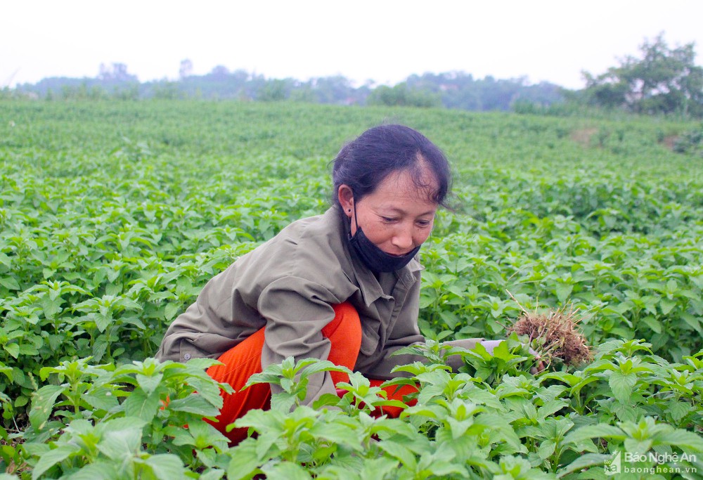 Nghệ An phát triển bền vững cây dược liệu  - Ảnh 1.