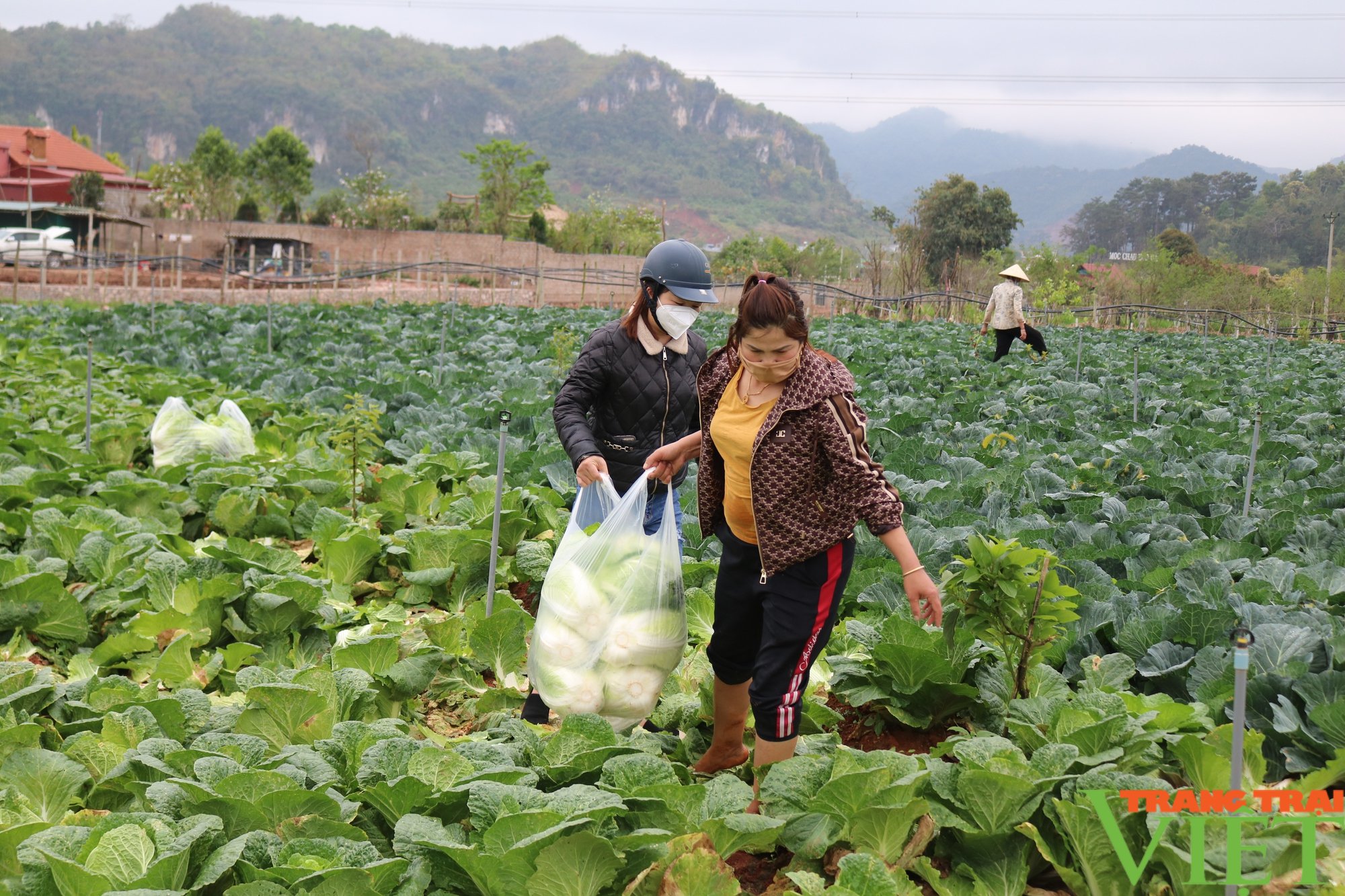 Nông dân cao nguyên Mộc Châu phát triển vùng rau an toàn - Ảnh 7.