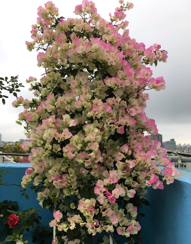 5 loại cây cảnh ra hoa rực rỡ quanh năm suốt tháng, càng tắm nắng hoa ra càng &quot;hăng&quot; - Ảnh 1.