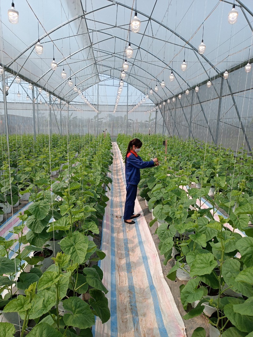 Lộ diện giải pháp Smart Farm từ Rạng Đông - Ảnh 4.