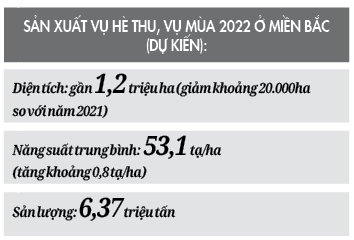 Sản xuất vụ hè thu, vụ mùa 2022: Tăng năng suất để giảm chi phí	 - Ảnh 2.