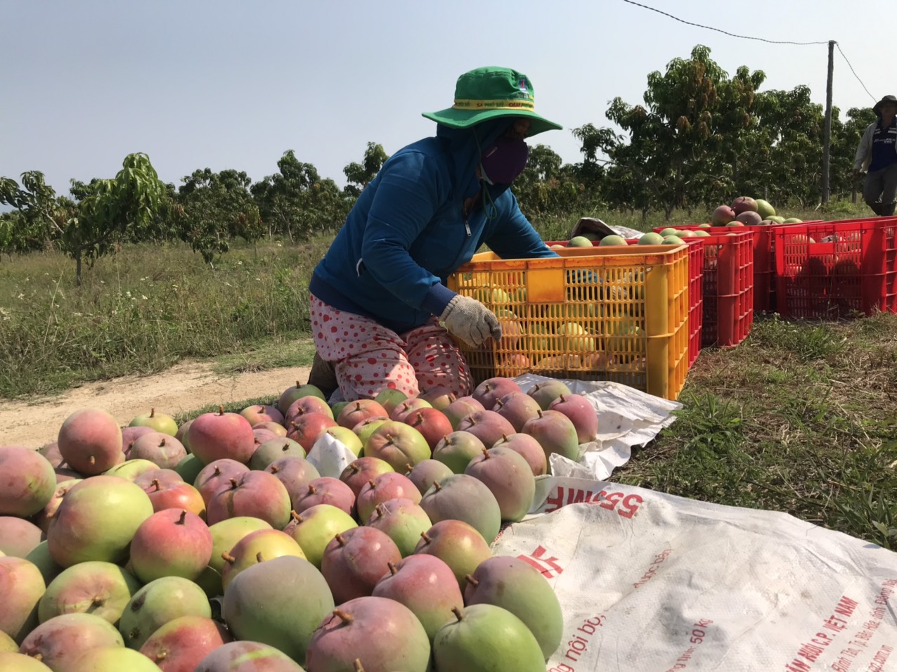 Khánh Hòa: 62 sản phẩm tham gia chương trình OCOP năm 2022 - Ảnh 1.