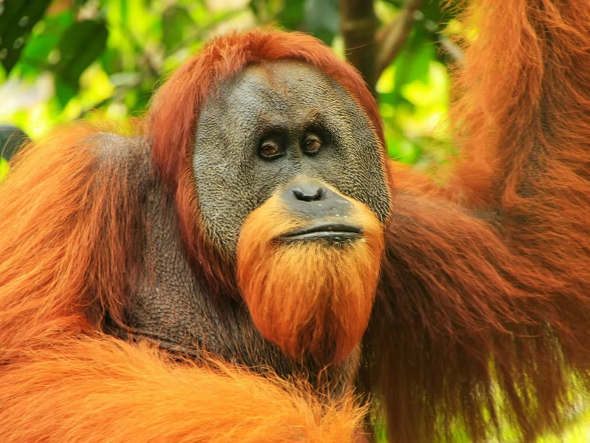 Stunned, the orangutan got angry and grabbed a young man's leg - Photo 3.