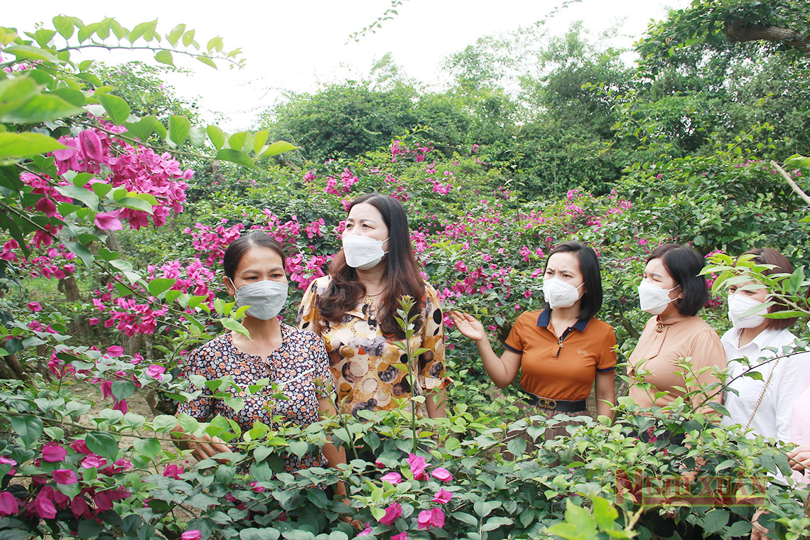 Học cách trồng hoa giấy tận Nam Định, ai ngờ về Hà Tĩnh trồng hoa tuôn như suối, nữ nông dân khá giả - Ảnh 2.