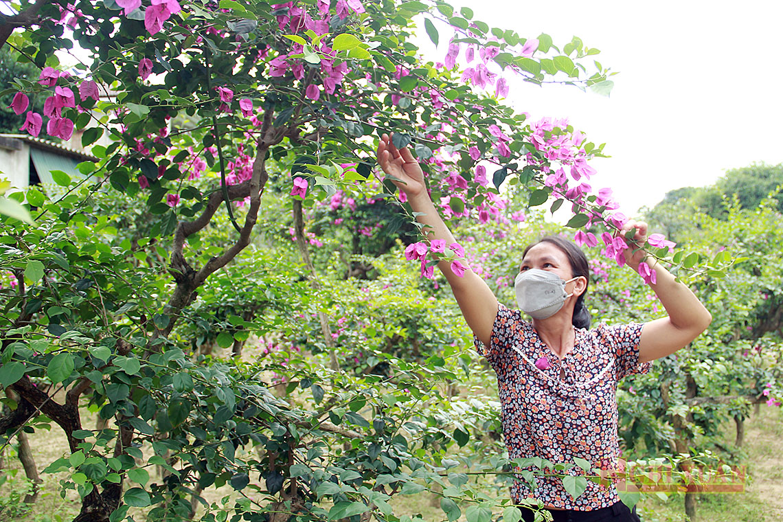 Học cách trồng hoa giấy tận Nam Định, ai ngờ về Hà Tĩnh trồng hoa tuôn như suối, nữ nông dân khá giả - Ảnh 3.
