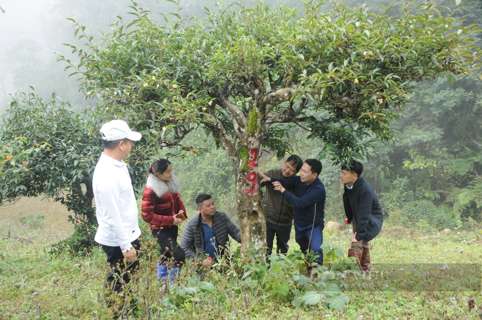 Sơn La: 100 cây chè Shan tuyết ở Vân Hồ được công nhận Cây Di sản Việt Nam - Ảnh 2.