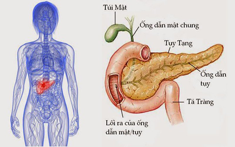 Ăn nhiều dầu mỡ, bé trai 14 tuổi sốc nhiễm độc toàn thân - Ảnh 1.