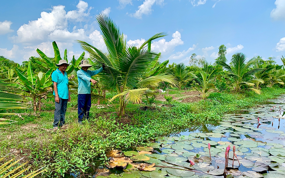 Vườn &quot;thập cẩm&quot; ở An Giang, dưới đào mương nuôi cá đồng, trên &quot;trồng lung tung&quot;, nông dân thu lợi &quot;kép&quot;