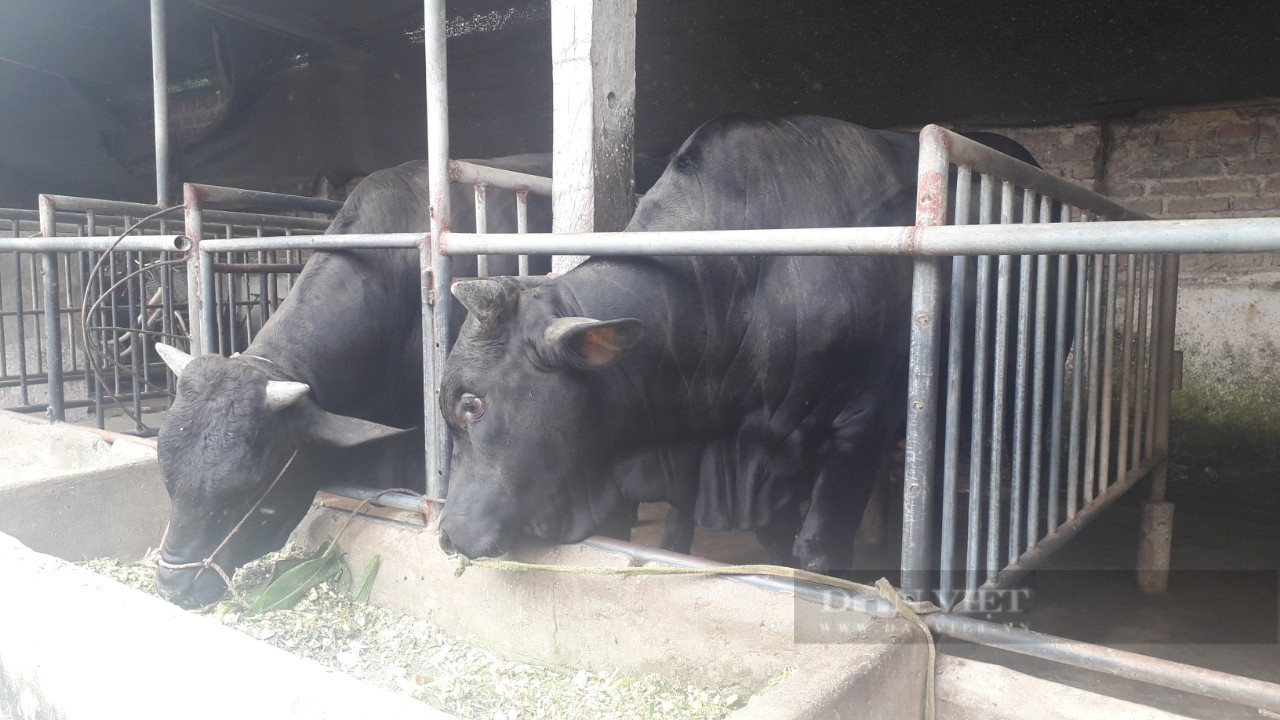 Thái Nguyên: Bí quyết giúp nông dân chăn nuôi bò mỗi tháng lãi 1 triệu/con - Ảnh 3.