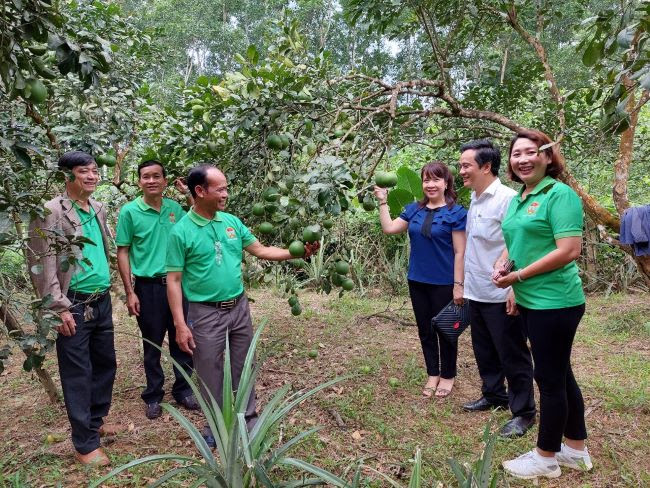 Thừa Thiên Huế: Trồng mới 1.000 ha cây ăn quả ở huyện Phong Điền  - Ảnh 1.