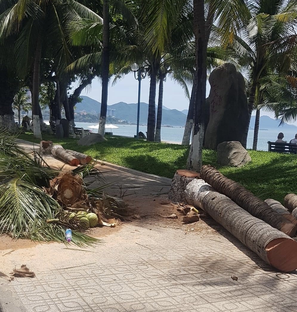 Nha Trang: Hàng loạt cây dừa dọc đường Trần Phú bị chặt bỏ - Ảnh 2.