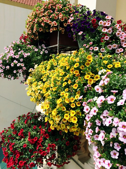 3 loại cây cảnh càng nóng càng thích nở hoa rực rỡ là sự lựa chọn hàng đầu cho những cây cảnh mùa hè - Ảnh 7.