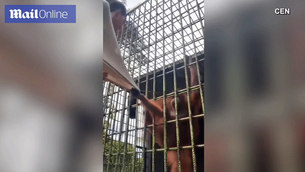 Stunned, the orangutan got angry and grabbed a young man's leg - Photo 1.